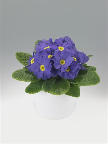 photo of flower to be used as: Basket / Pot Primula acaulis, veris, vulgaris Viva Mid Blue