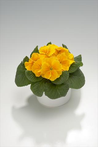 photo of flower to be used as: Basket / Pot Primula acaulis, veris, vulgaris Viva Orange