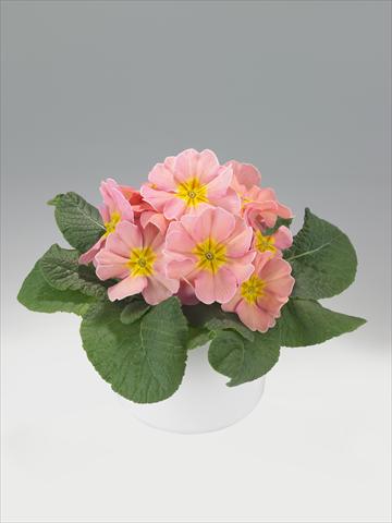 photo of flower to be used as: Basket / Pot Primula acaulis, veris, vulgaris Viva Peach