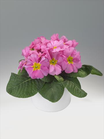photo of flower to be used as: Basket / Pot Primula acaulis, veris, vulgaris Viva Pink