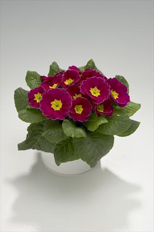 photo of flower to be used as: Basket / Pot Primula acaulis, veris, vulgaris Viva Purple with Edge