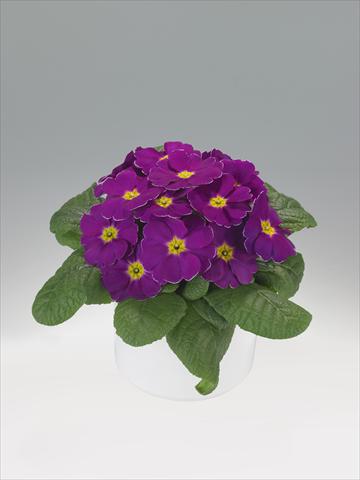 photo of flower to be used as: Basket / Pot Primula acaulis, veris, vulgaris Viva Purple