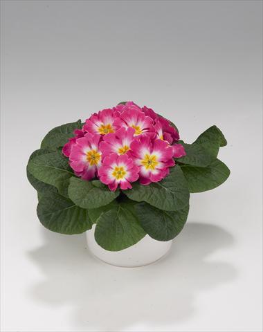 photo of flower to be used as: Basket / Pot Primula acaulis, veris, vulgaris Viva Rose Bicolor