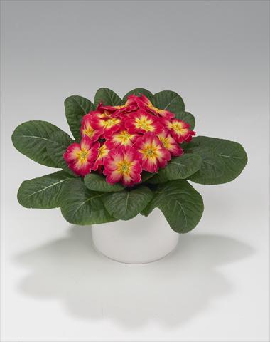 photo of flower to be used as: Basket / Pot Primula acaulis, veris, vulgaris Viva Rose Flame