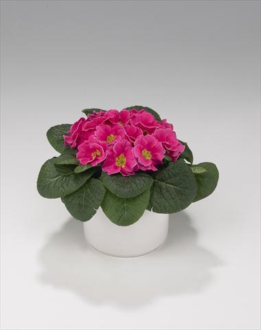 photo of flower to be used as: Basket / Pot Primula acaulis, veris, vulgaris Viva Rose