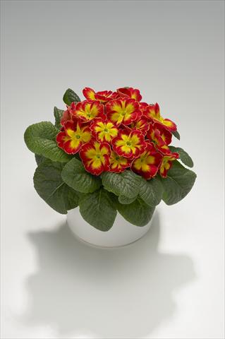 photo of flower to be used as: Basket / Pot Primula acaulis, veris, vulgaris Viva Scarlet Flame