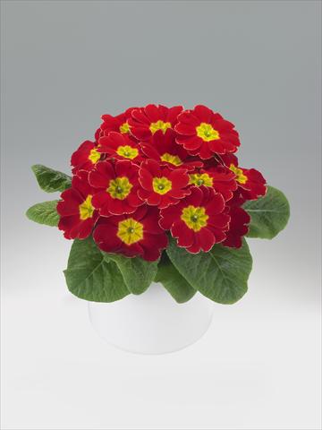 photo of flower to be used as: Basket / Pot Primula acaulis, veris, vulgaris Viva Scarlet with Edge