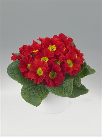 photo of flower to be used as: Basket / Pot Primula acaulis, veris, vulgaris Viva Scarlet