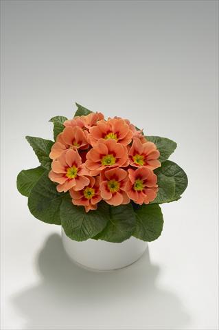 photo of flower to be used as: Basket / Pot Primula acaulis, veris, vulgaris Viva Terracotta