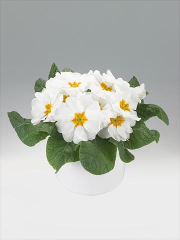 photo of flower to be used as: Basket / Pot Primula acaulis, veris, vulgaris Viva White with Orange Eye