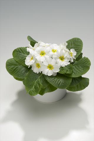 photo of flower to be used as: Basket / Pot Primula acaulis, veris, vulgaris Viva White with Yellow Eye