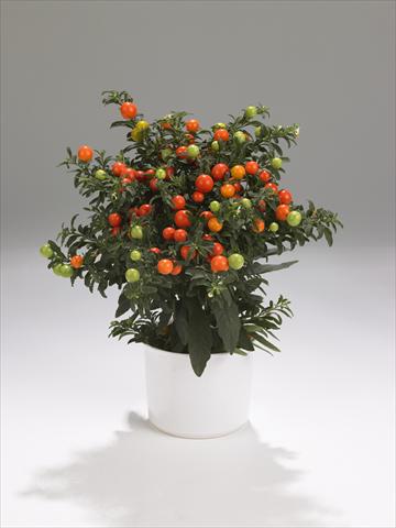 photo of flower to be used as: Basket / Pot Solanum pseudocapsicum Thurino Light