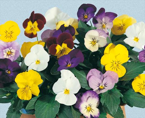 photo of flower to be used as: Pot and bedding Viola cornuta Lolita Mixture
