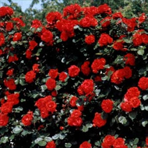 photo of flower to be used as: Bedding / border plant Rosa rampicante Tchin Tchin