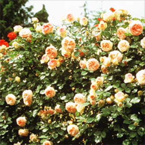 photo of flower to be used as: Bedding / border plant Rosa rampicante GPT Eden Rose®