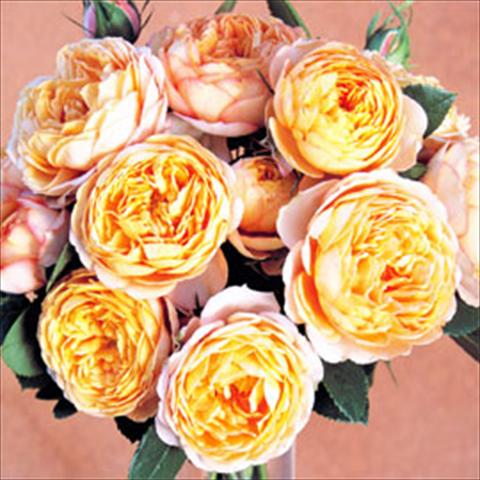 photo of flower to be used as: Pot Rosa floribunda GPT Baby Romantica