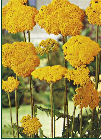photo of flower to be used as: Bedding / border plant Achillea filipendulina Parkers Variety
