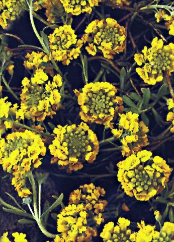 photo of flower to be used as: Bedding / border plant Alyssum montanum Mountain Gold