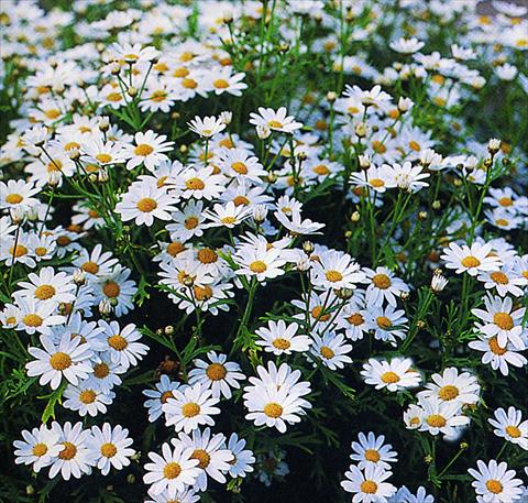 photo of flower to be used as: Bedding pot or basket Argyranthemum frutescens Weisster Star