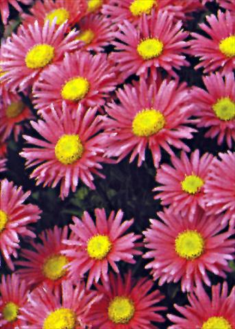 photo of flower to be used as: Bedding / border plant Aster alpinus Goliath