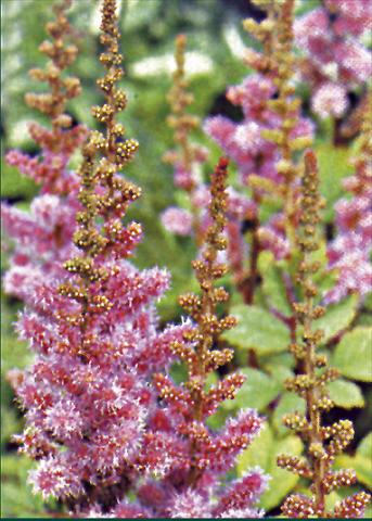 photo of flower to be used as: Bedding / border plant Astilbe chinensis Var. Pumila
