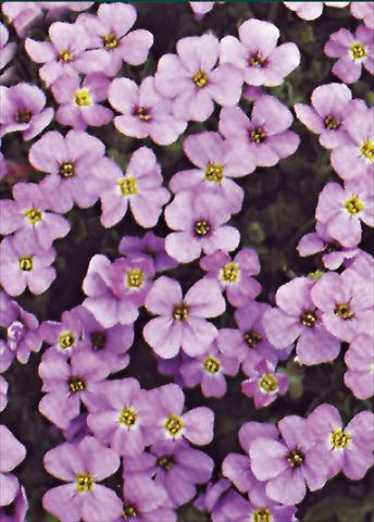 photo of flower to be used as: Bedding / border plant Aubrieta Royal Violet