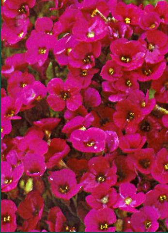 photo of flower to be used as: Bedding / border plant Aubrieta Royal Red
