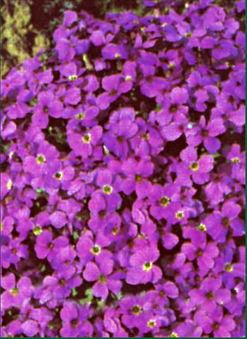 photo of flower to be used as: Bedding / border plant Aubrieta  Whitewell Gem