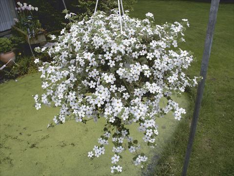photo of flower to be used as: Basket / Pot Bacopa (Sutera cordata) Taifun Mega White