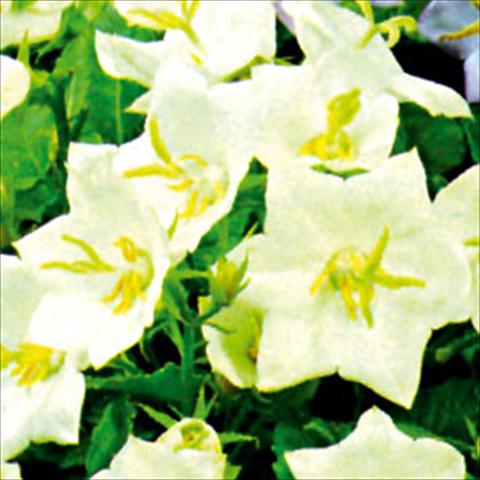 photo of flower to be used as: Bedding / border plant Campanula carpatica Alba