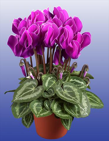 photo of flower to be used as: Pot Cyclamen persicum Super Serie®s Compact F1