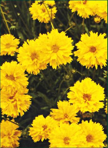 photo of flower to be used as: Bedding / border plant Coreopsis grandiflora Early Sunrise