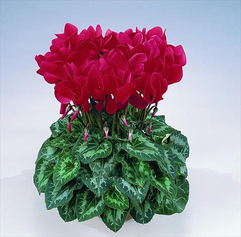 photo of flower to be used as: Pot Cyclamen persicum Halios® F1
