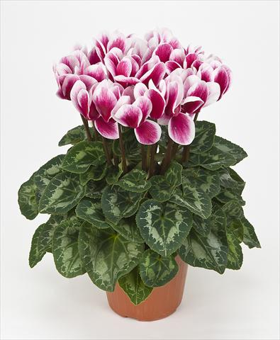 photo of flower to be used as: Pot Cyclamen persicum Halios® F1 Fantasia F1 Magenta