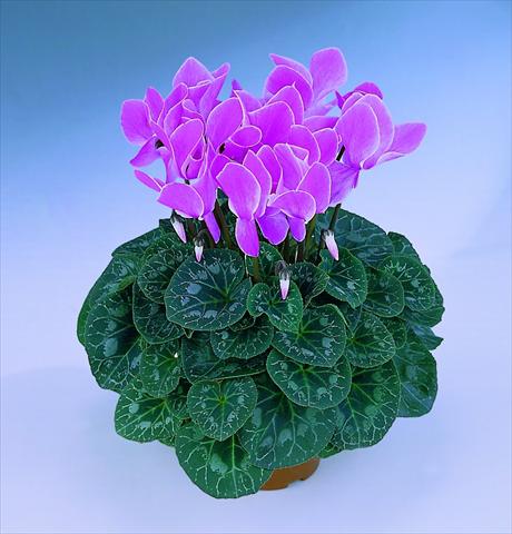 photo of flower to be used as: Pot Cyclamen persicum Halios® F1 Mélange