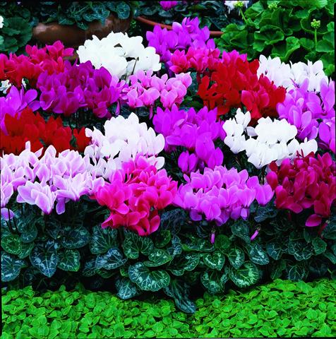 photo of flower to be used as: Pot and bedding Cyclamen persicum Laser F1 Mix