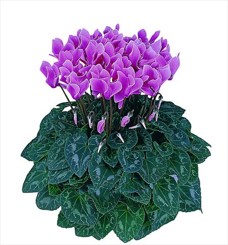 photo of flower to be used as: Pot Cyclamen persicum Latinia® Premium F1