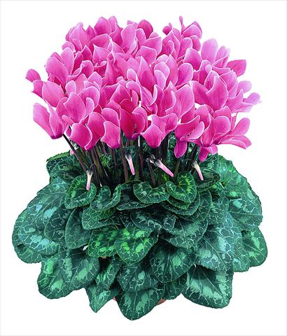 photo of flower to be used as: Pot Cyclamen persicum Latinia® F1 Saumon