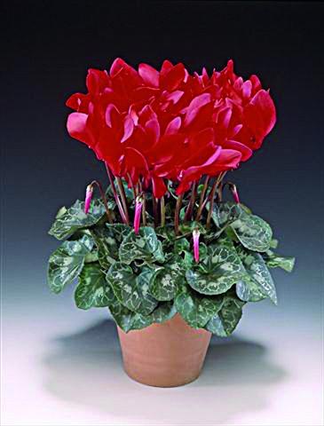 photo of flower to be used as: Pot Cyclamen persicum Maxora F1