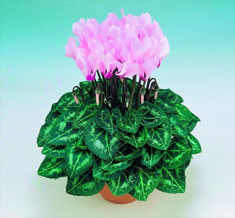 photo of flower to be used as: Pot Cyclamen persicum Metis® F1