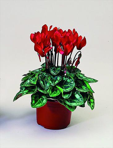 photo of flower to be used as: Pot Cyclamen persicum Midori F1
