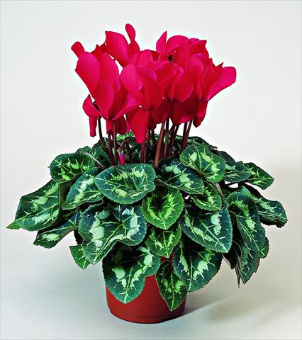 photo of flower to be used as: Pot Cyclamen persicum Sierra F1