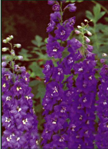 photo of flower to be used as: Bedding / border plant Delphinium Pacific Giant Black night