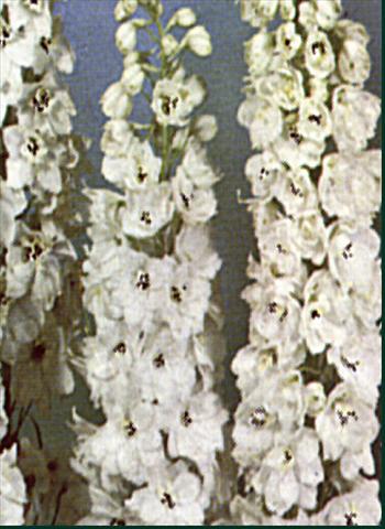 photo of flower to be used as: Bedding / border plant Delphinium Pacific Giant Galahad