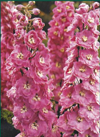 photo of flower to be used as: Bedding / border plant Delphinium Pacific Giant Guinevere