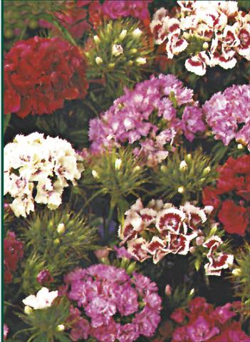 photo of flower to be used as: Pot and bedding Dianthus barbatus Indianerteppich