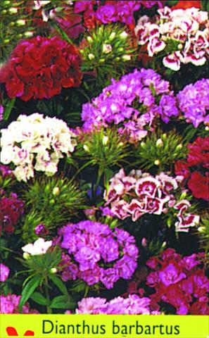 photo of flower to be used as: Pot and bedding Dianthus barbatus Double Mixture