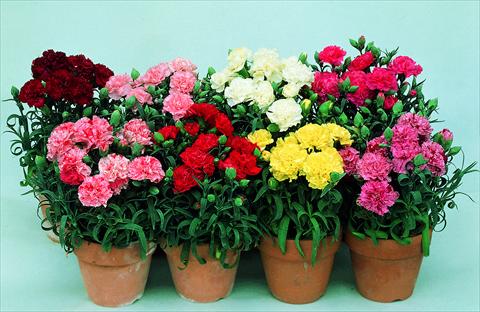 photo of flower to be used as: Pot and bedding Dianthus caryophyllus Lillipot F1 Mix