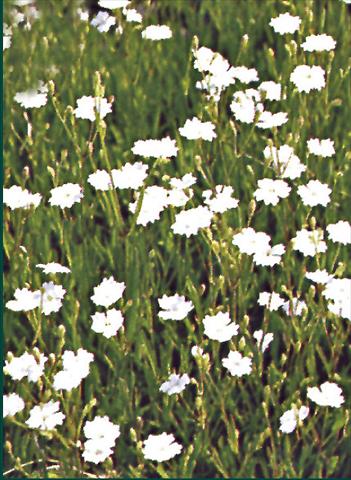 photo of flower to be used as: Bedding / border plant Dianthus deltoides Albus