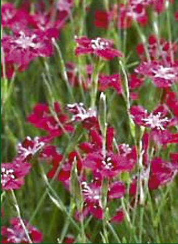 photo of flower to be used as: Bedding / border plant Dianthus deltoides Nelli